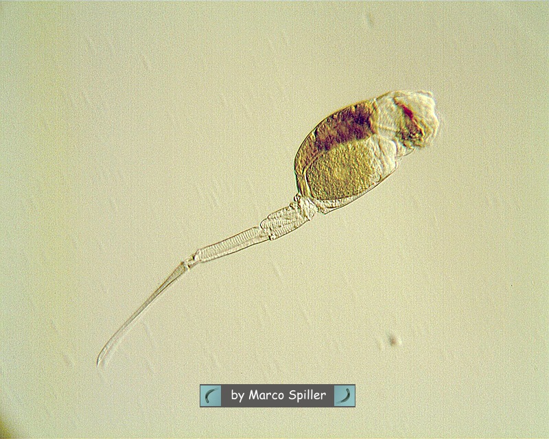 Scaridium 